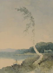 Silver Birch by a Lake